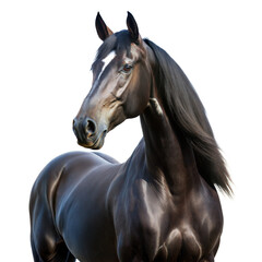 Majestic Black Stallion With Shiny Coat Posing Gracefully on Transparent Background
