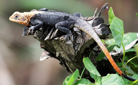 close up of a single rainbow agama sitting alert on a tree trunk