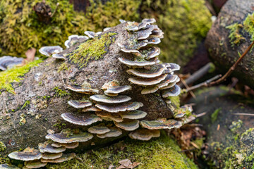 Views around the Welsh Village of portmerion