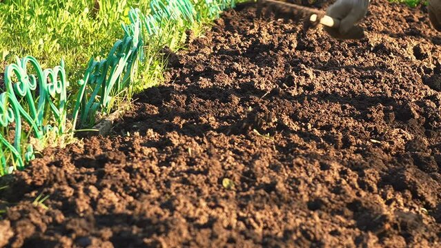 leveling the garden bed with a garden rake