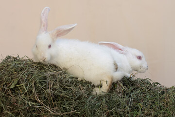 A pair of rabbits was eating fresh grass. This rodent has the scientific name Lepus nigricollis.