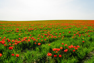 Obraz premium tulip Greig field