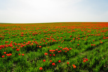 tulip Greig field