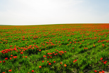 tulip Greig field