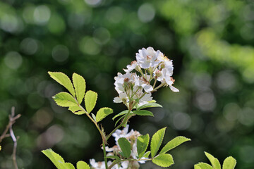 香りが漂うノイバラ