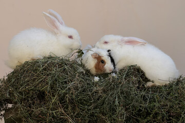A pair of rabbits with a guinea pig are eating fresh grass. This rodent has the scientific name Lepus nigricollis.