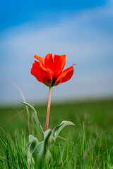 tulip Greig field