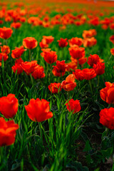 Obraz premium tulip Greig field