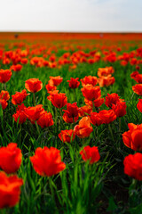 Fototapeta premium tulip Greig field