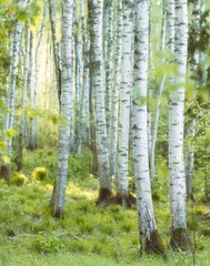 Fototapete Birkenwald birch forest in spring  © Mareks