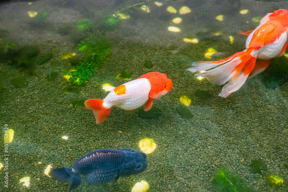 Wall mural Goldfish in aquarium fish pond close up