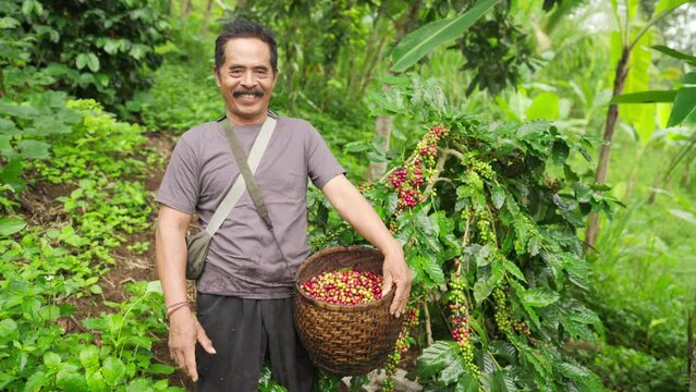 Portrait of smiling indonesian coffee farmer with harvested arabica cherries in tropical plantation next to tree full of berries. Concept of sustainable rural farming in southeast asia