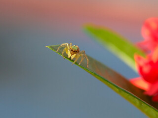 Jumping spider on a flower