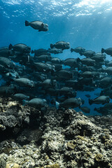 Fototapeta na wymiar coral reef and the fish