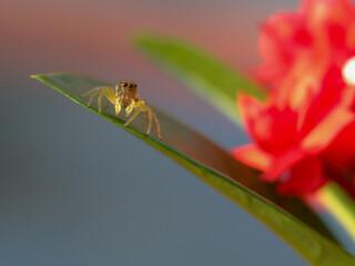 Jumping spider on a flower