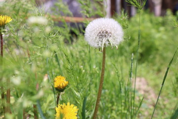 a dandelion is in the grass and the dandelion is in the foreground