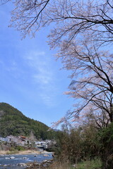 土居川から桜並木を眺める　（高知県　仁淀川町北浦）