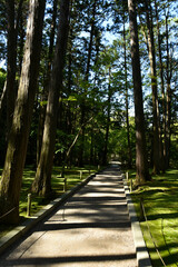 新緑の季節　大自然の中で森林浴