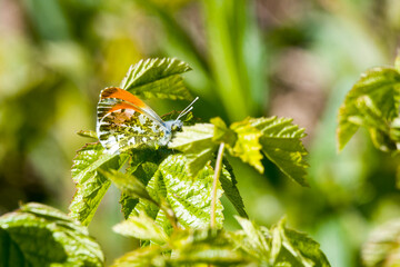 Aurorafalter (Anthocharis cardamines) Männchen