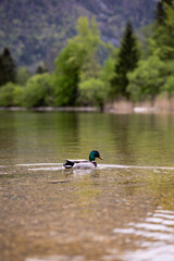 duck on the lake