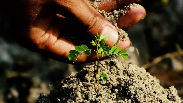 Young hand hoeing the soil. hands planting green seedling. Hands carrying a sapling planting new tree. Environment Day Concept. urban agriculture, allotments, urban farming, sustainable garden.