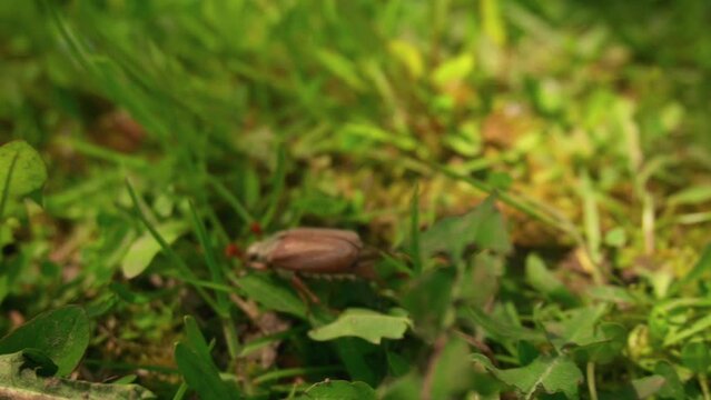 cockchafer. a May bug on the grass. It's a sunny day. Spread his wings