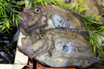 Fresh John Dory Fish at a market in Le Touquet in France. Select focus. © Kristin Greenwood