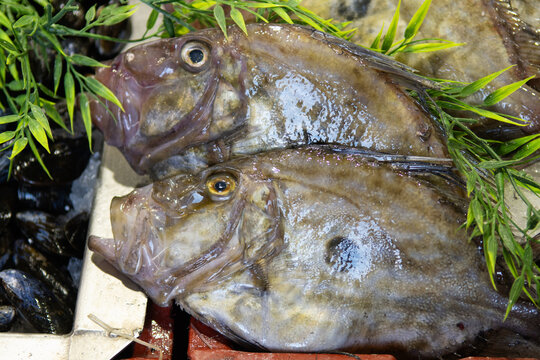 Fresh John Dory Fish at a market in Le Touquet in France. Select focus.
