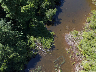 Aerial top down of pond and trees in Grunewald forest on a sunny summer day in Berlin