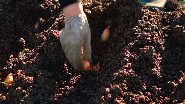 planting onions in prepared soil