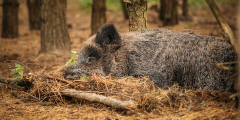 Wild Boar Or Sus Scrofa, Also Known As The Wild Swine, Eurasian Wild Pig Resting Sleeping In Autumn Forest. Wild Boar Is A Suid Native To Much Of Eurasia, North Africa, And Greater Sunda Islands
