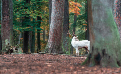 White deer in a forest park
