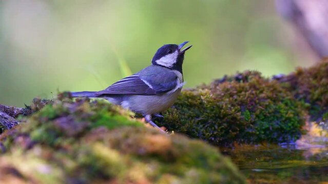 carbonero com&uacute;n (Parus major) bebiendo en el borde del estanque 