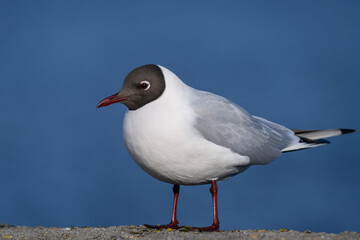 Black-headed gull in full view, portrait of a bird