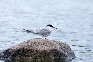 Common tern standing on the rock, Sterna hirundo in Belarus