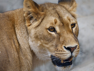 lioness with mouth open, portrait of lion, face close up