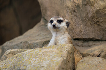 Meerkat hiding in the rocks, Suricata suricatta