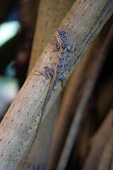 Oriental garden lizard on the tree, Calotes versicolor in Sri Lanka