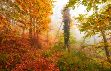 Autumn forest in the morning in misty atmosphère