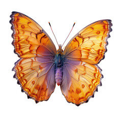 Fototapeta premium beautiful orange butterfly isolated on transparent&nbsp;background