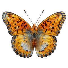 beautiful orange butterfly isolated on transparent background