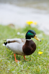 duck walking around