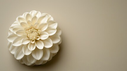   A large white flower atop a white wall Adjacent, a light brown wall and another white wall