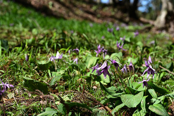 春の花　カタクリの紫色の花