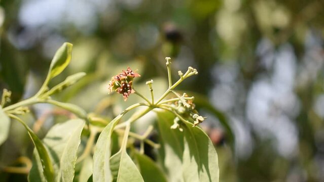 Sandalwood or Santalum Album Fruits Flower on The Tree with Leaves and Branches and blurred green background
