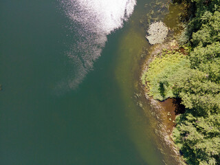 Aerial top down of lake and trees in Grunewald forest on a sunny summer day in Berlin