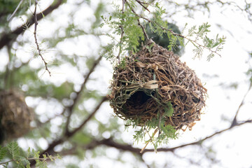 An intricately woven nest, meticulously crafted by birds from dry grass and branches, rests snugly...