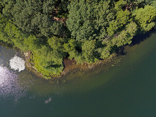 Aerial top down of lake and trees in Grunewald forest on a sunny summer day in Berlin