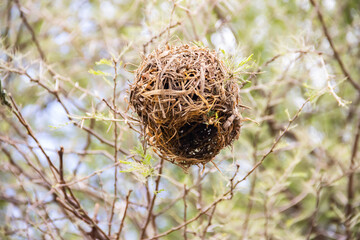 An intricately woven nest, meticulously crafted by birds from dry grass and branches, rests snugly...