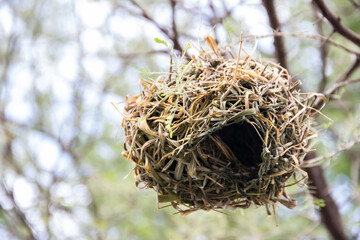 An intricately woven nest, meticulously crafted by birds from dry grass and branches, rests snugly...